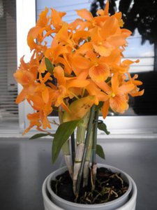 орхидея Dendrobium Fire Bird
