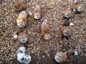 Miyagi Zao Fox Village в Японии