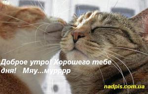 Чтоб всегда было мур мур