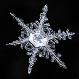 "Snowflakes" by D. Komarechka