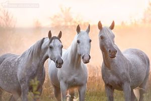 Устроить свою фотовыставку