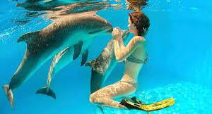 swimming with dolphins