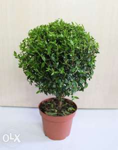 Myrtus communis (мирт обыкновенный)