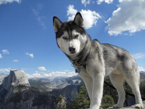 Siberian husky