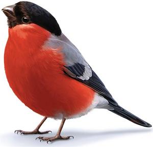 Увидеть снигирей на воле