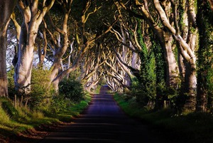 буковая аллея dark hedges