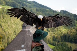 Соколиная охота