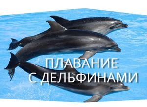 Поплавать с дельфинами