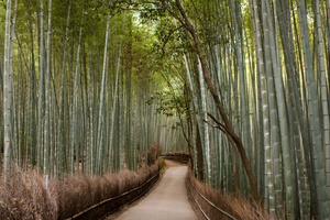 в бамбуковый лес