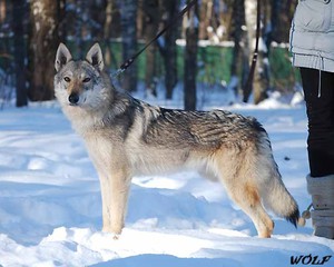 Чешский волфхунд