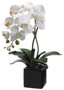 White orchid