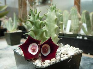 huernia oculata