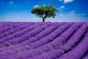 Lavender fields in TX