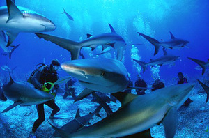 diving with sharks