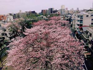 увидеть цветение сакуры