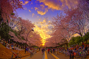 попасть на Цветение Сакуры в Токио