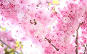 Посмотреть цветение сакуры в Ужгороде