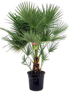 пальму или большое растение в горшке(метр и выше)