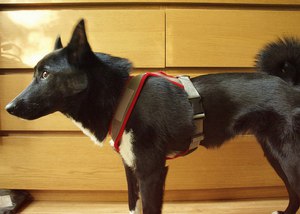 Прогулочная шлейка от Start Race