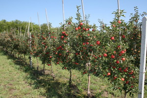саженцы яблонь с плодовки