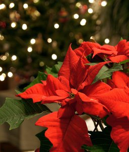 Poinsettia