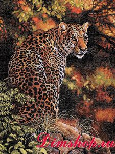 Leopard's Gaze 35209 Dimensions