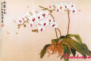 Phalaenopsis 2800134 Xiu Crafts