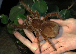 Theraphosa blondi