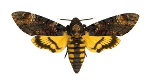 Бабочка Acherontia atropos