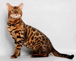 Котенок Ашера/бенгальский