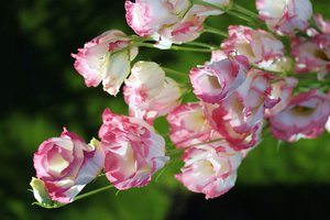 Букет цветов из эустомы (лизиантусы)