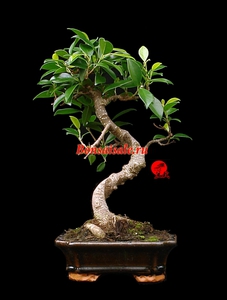 Bonsai Ficus