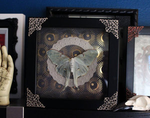 Mounted Luna Moth Taxidermy Display