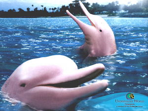 увидеть розовых дельфинов