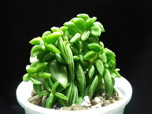 Peperomia dolabriformis