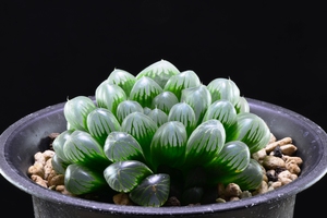 Haworthia cooperi var. truncata