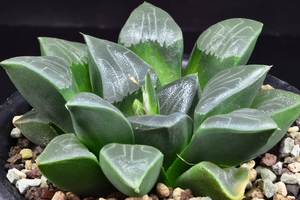 Haworthia correcta