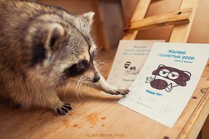 Письмо от енота Тоне