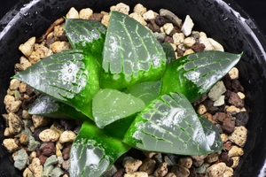 Haworthia Aboukyuu