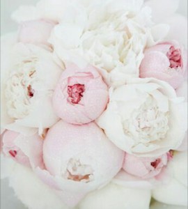 Royal Blanc Peony Roses