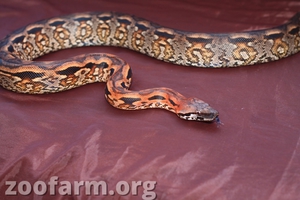 мадагаскарский земляной удав