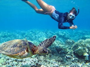 Поплавать с черепахами