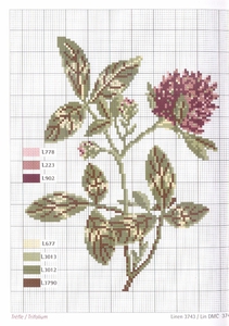 DMC Herbarium Trifolium