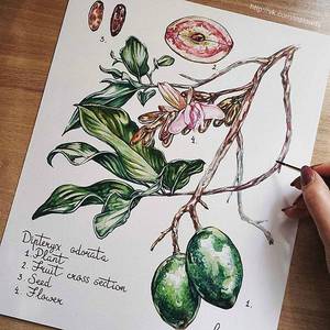 Уроки ботанической иллюстрации