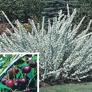 Dwarf Flowering Cherry