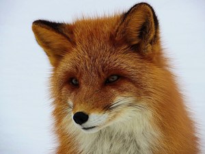 любые вещи с лисичками