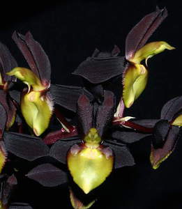 Орхидея Catasetum tenebrosum