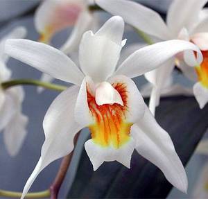 Орхидея Coelogyne Intermedia