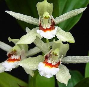 Орхидея Coelogyne sparsa