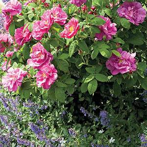 Hardy Rugosa Rose Hedge